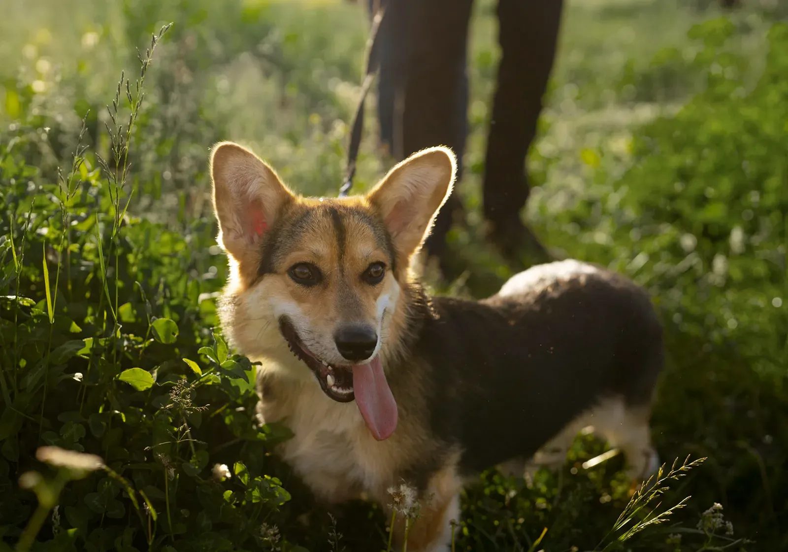 Pies rasy corgi na smyczy stojący w wysokiej trawie, z wystawionym językiem.